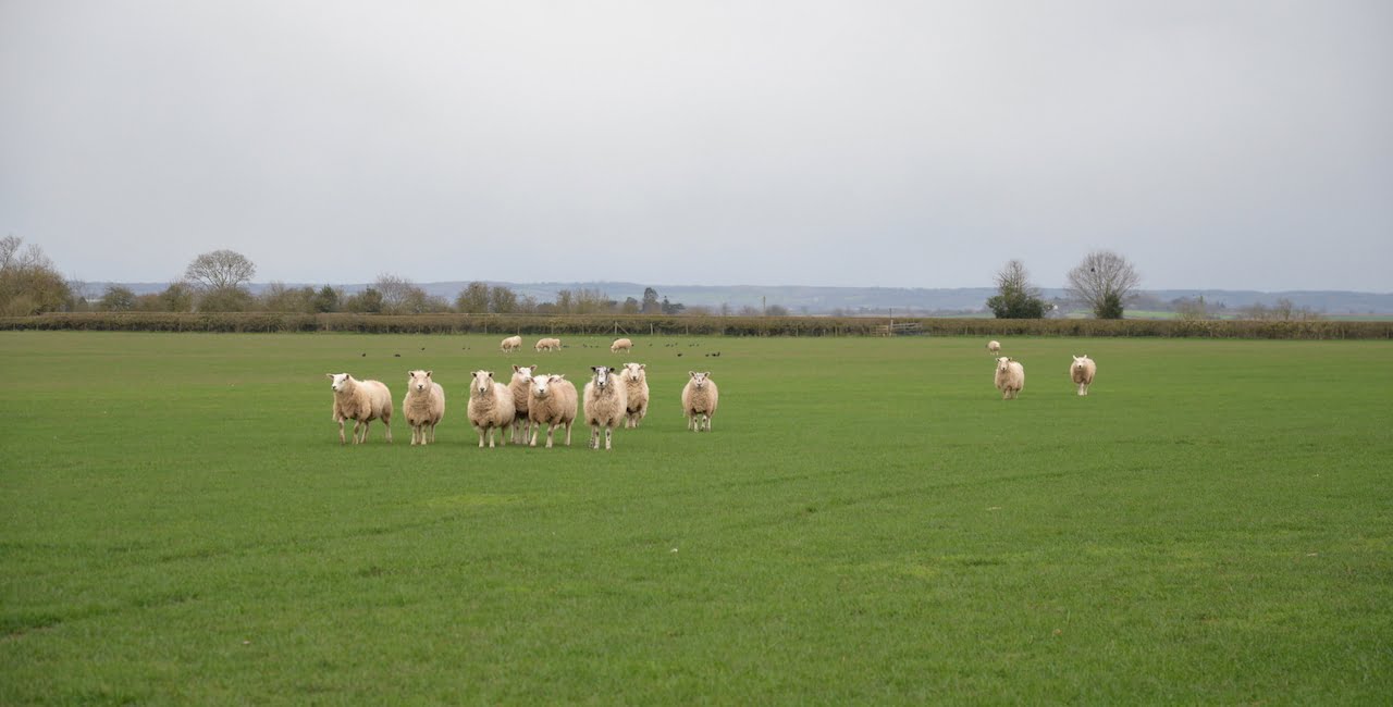Fields and Farms Leicestershire Care Farm Alternative Education Provider